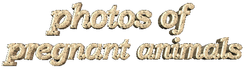 Photos of pregnant animals